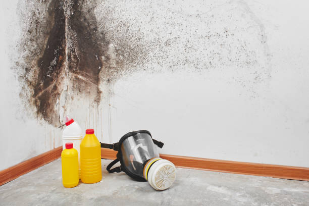 Best Mold Removal Process  in Edgewood, PA