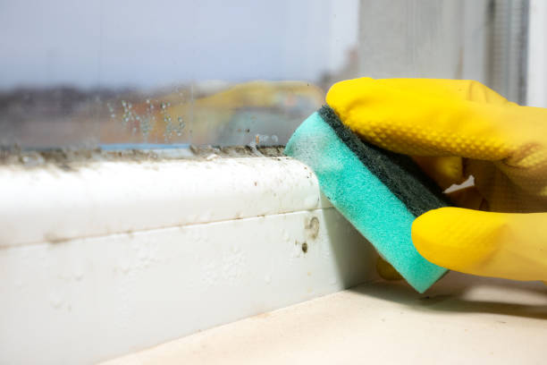 Best Attic Mold Removal  in Edgewood, PA