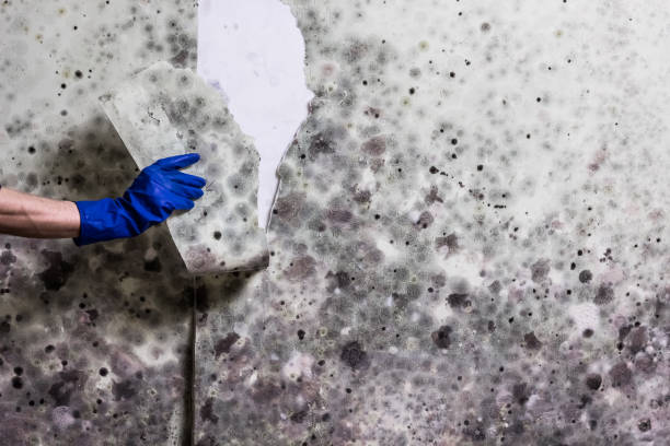 Best Commercial Mold Removal  in Edgewood, PA